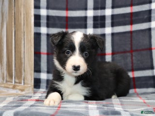 Border Collie dogs Sadie - Ad 1