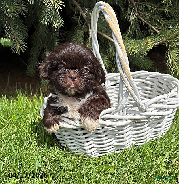 Shih Tzu dogs Teddy - Ad 1