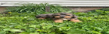 Cockapoo Puppy 2