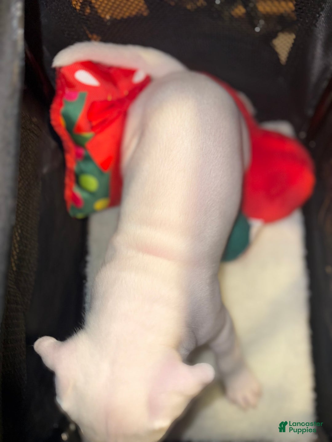 American Bully dogs for sale: Blanca - Ad 6