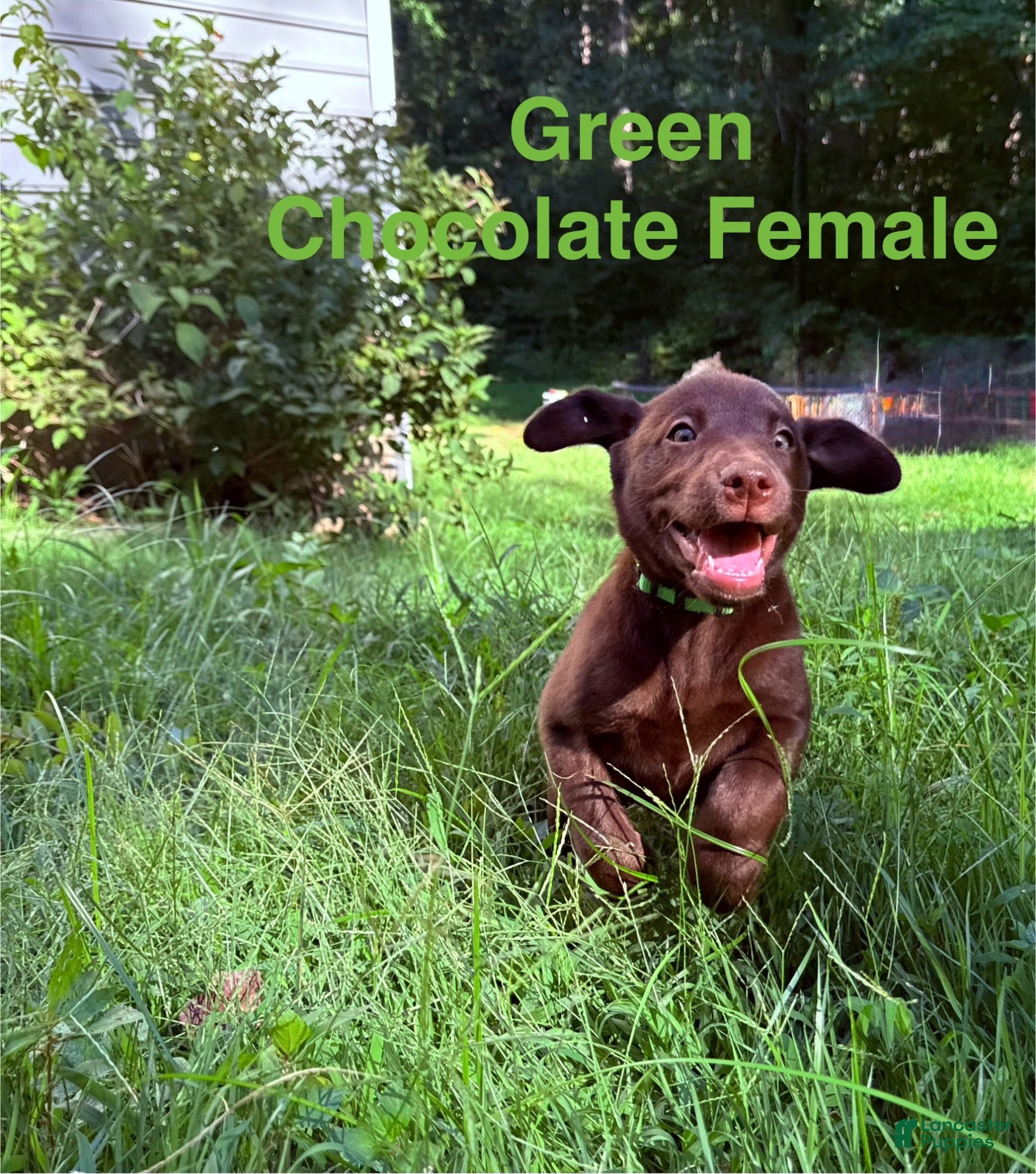 Labrador Retriever dogs Green - Ad 1
