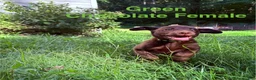 Labrador Retriever dogs for sale: Green - Ad 1