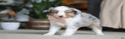 Miniature Australian Shepherd dogs for sale: Mia - Ad 5