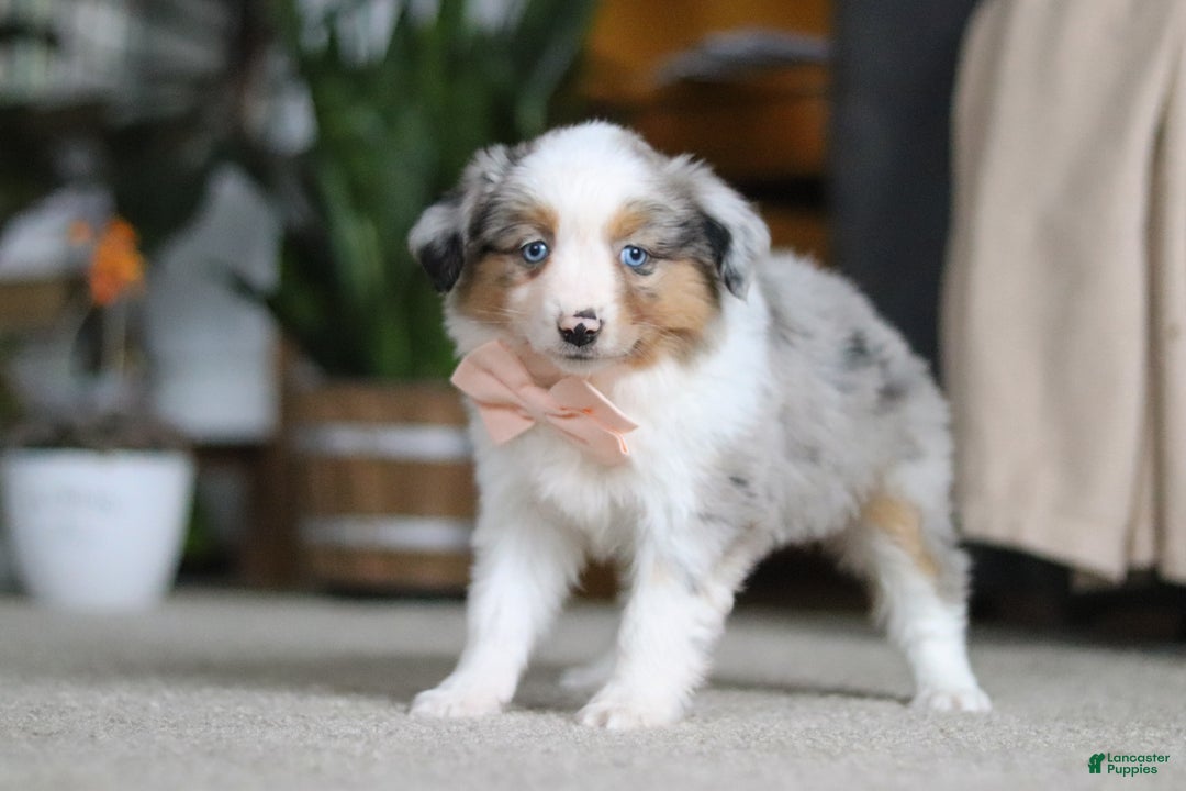 Miniature Australian Shepherd dogs for sale: Mia - Ad 5