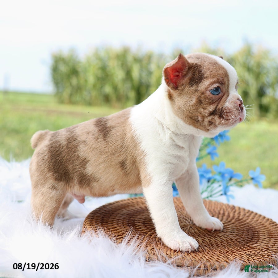 Boston Terrier dogs Randy - Ad 2