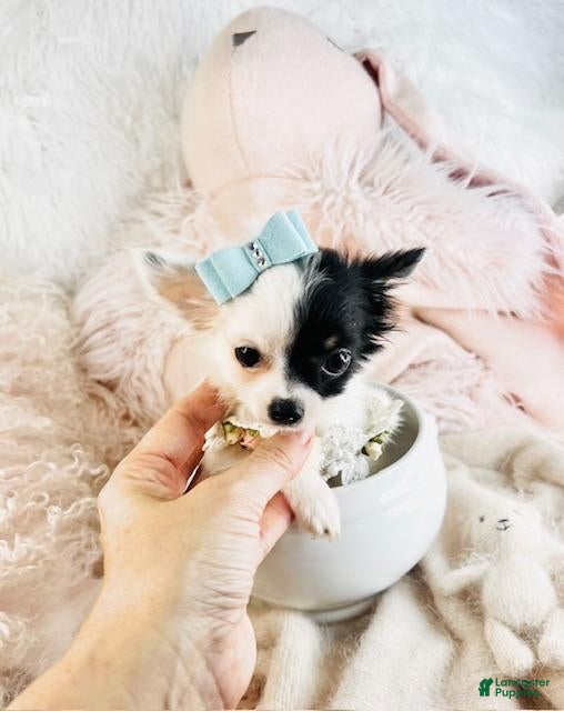 Chihuahua dogs Chihuahua Puppy 1 - Ad 34