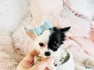 Chihuahua dogs Chihuahua Puppy 1 - Ad 6