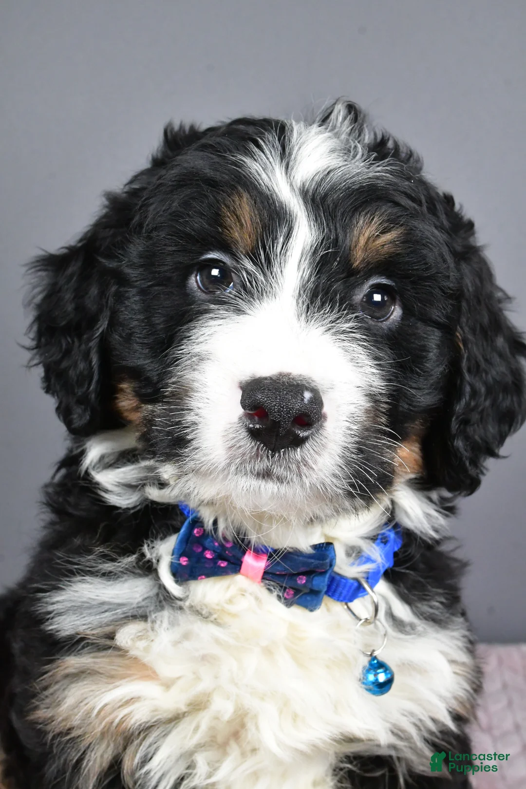 Mini Bernedoodle dogs for sale: Bryce - Ad 10