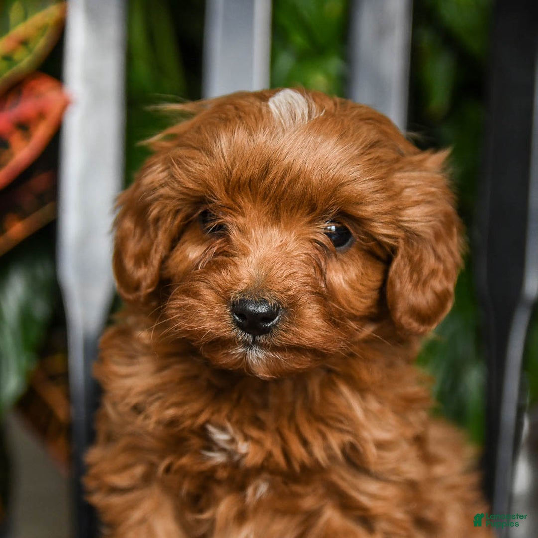 Cavapoo dogs for sale: Ziggy - Ad 5