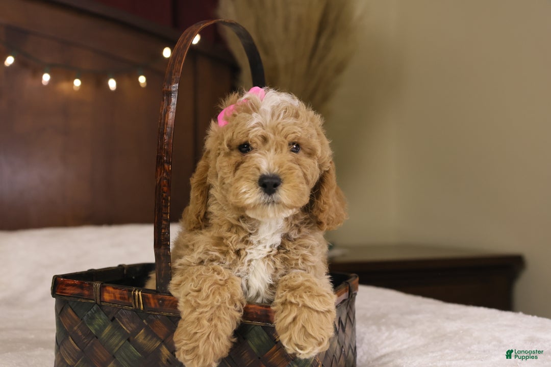 Goldendoodle dogs for sale: Holly - Ad 2
