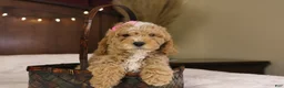 Goldendoodle dogs for sale: Holly - Ad 2