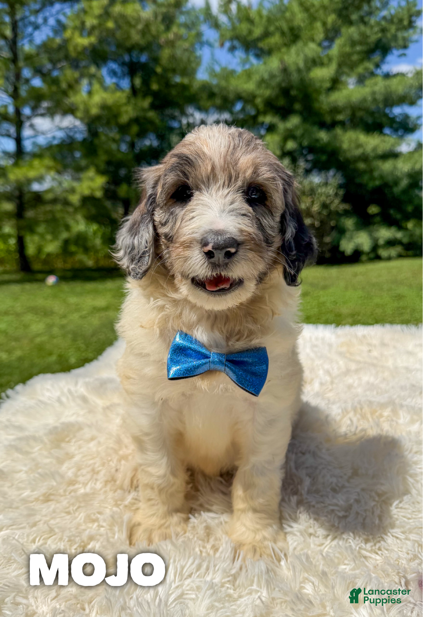 Goldendoodle dogs Mojo - Standard F1b - Ad 20