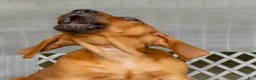 Redbone Coonhound dogs for sale: Boone - Ad 3