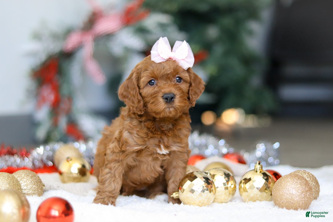 Cockapoo dogs for sale: Tammy - Ad 3