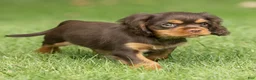 Cavalier King Charles Spaniel dogs for sale: Shadow Cavalier King Charles Spaniel  - Ad 4