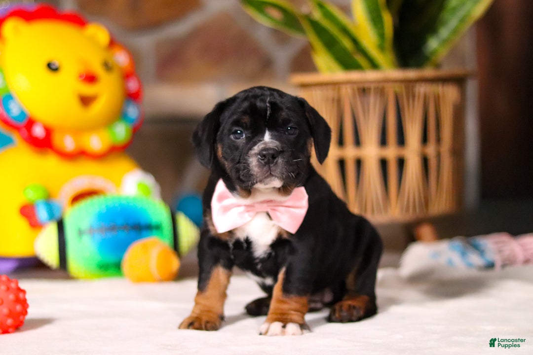 Mixed Breed dogs for sale: Faith - Ad 4