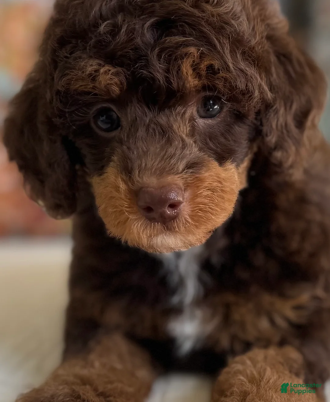 Miniature Poodle dogs for sale: Artie - Ad 2