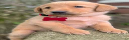 Labrador Retriever dogs for sale: Labrador Retriever Puppy 1 - Ad 9