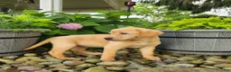 Labrador Retriever dogs for sale: Amber - Ad 4