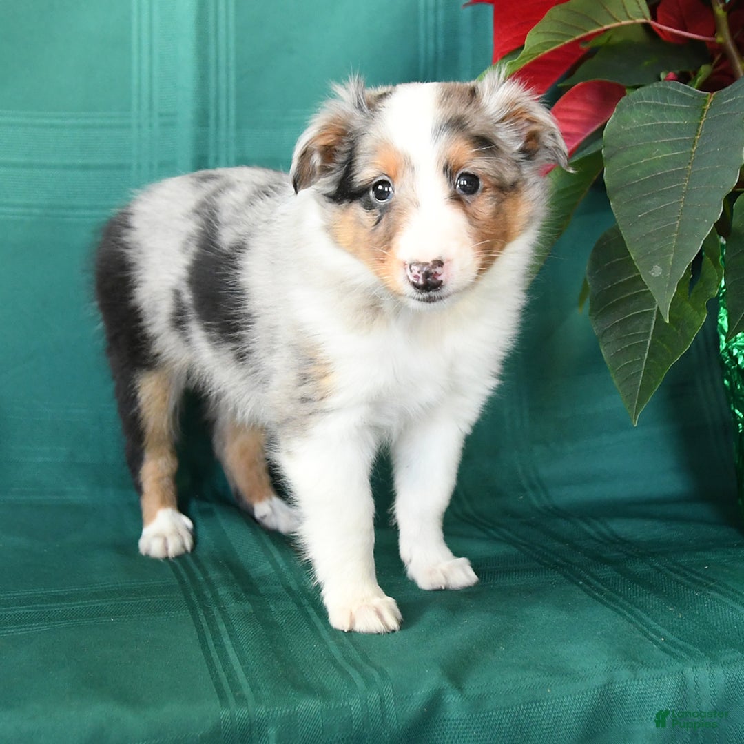Shetland Sheepdog dogs for sale: Merle - Ad 3