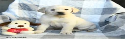 Labrador Retriever dogs for sale: Pumpkin - Ad 2