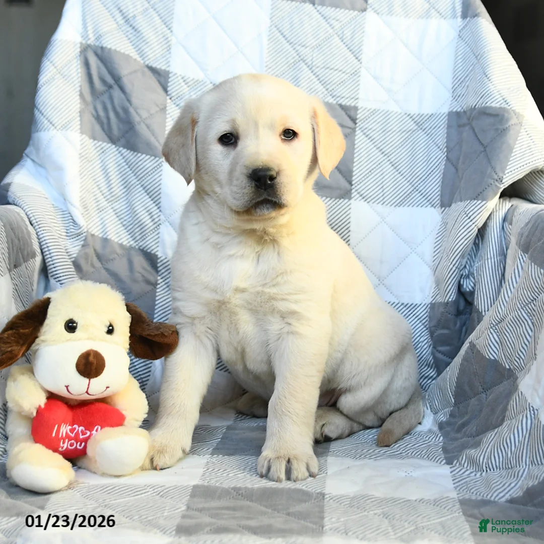 Labrador Retriever dogs for sale: Pumpkin - Ad 2