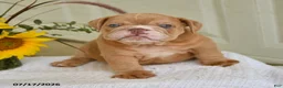 English Bulldog dogs for sale: Troy - Ad 3