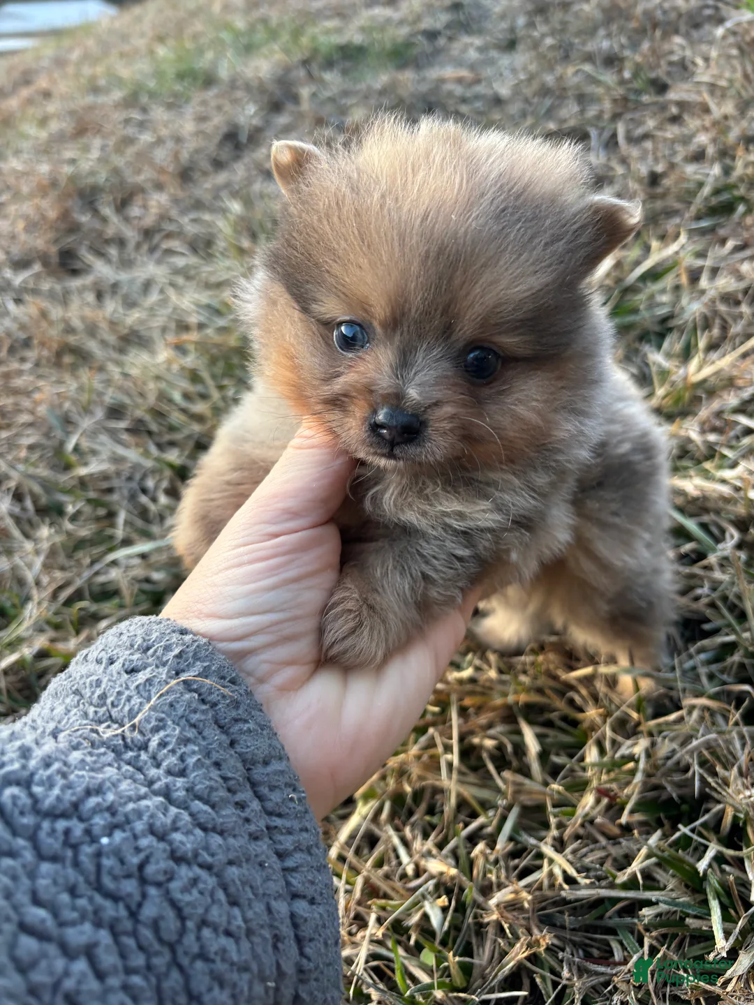 Pomeranian dogs for sale: Merle boy with slight PDA heart murmur - Ad 3