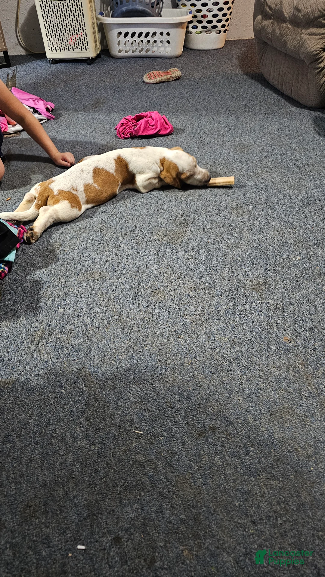 Basset Hound dogs for sale: Basset Hound 3 - Ad 2