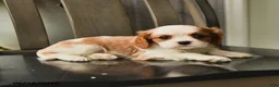 Cavalier King Charles Spaniel dogs for sale: Skyler - Ad 4