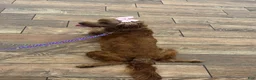 Mini Goldendoodle dogs for sale: Precious  - Ad 6