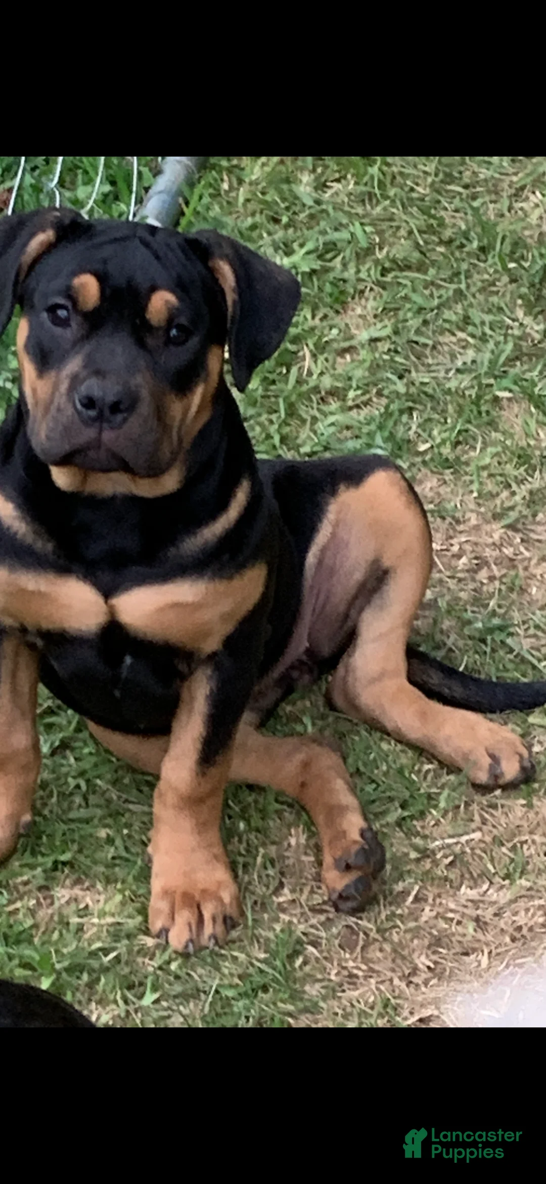 American Bully dogs for sale: American Bully Puppy 4 - Ad 8