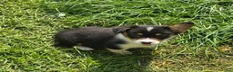 Welsh Corgi Pembroke dogs for sale: Brea  - Ad 6