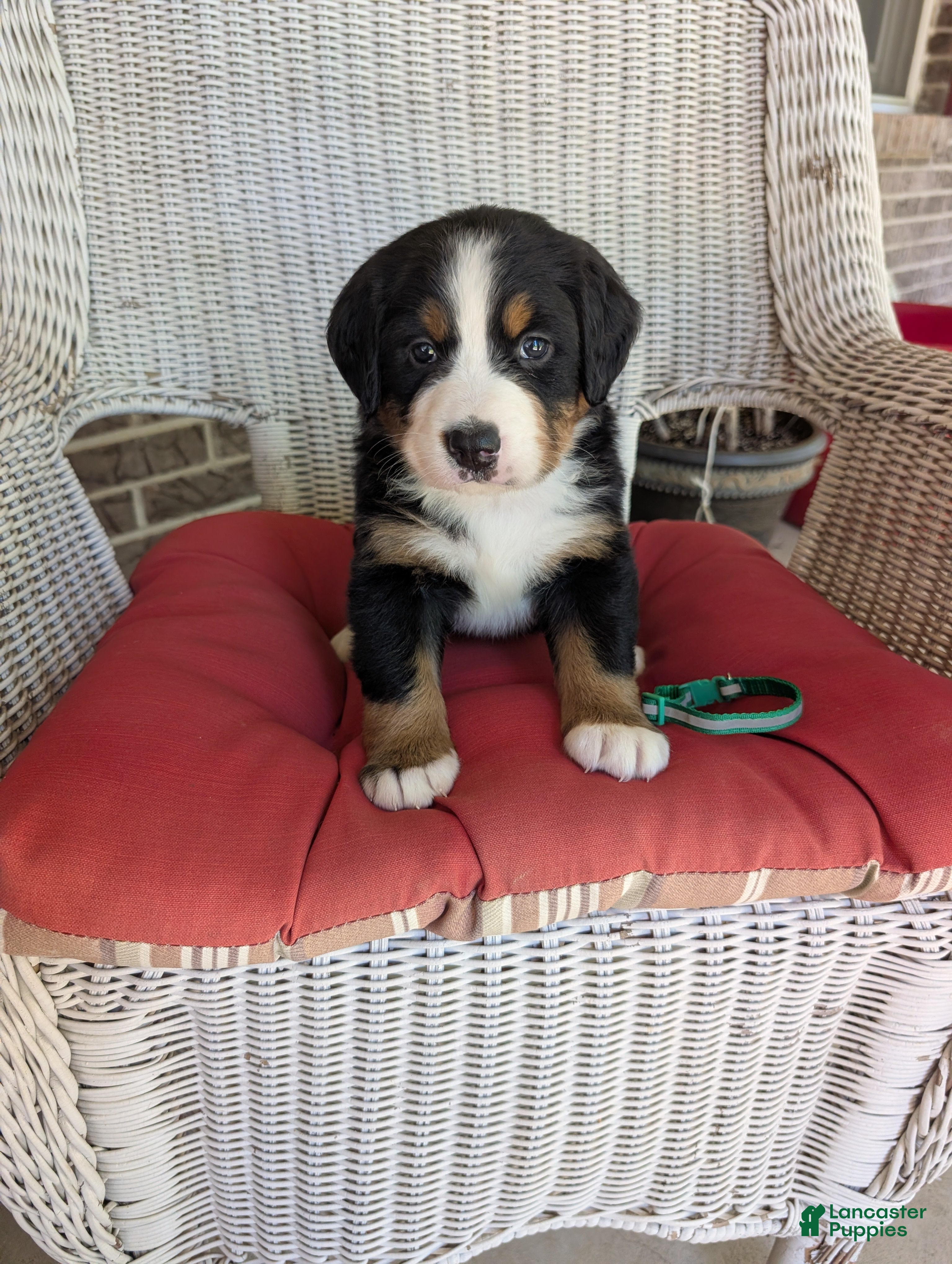 Bernese Mountain Dog dogs Belle - Ad 1