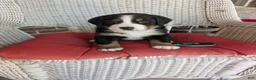 Bernese Mountain Dog dogs for sale: Belle - Ad 1
