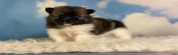 Pomeranian dogs for sale:  Aca Polly - Ad 2