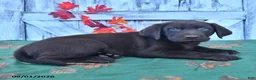 Labrador Retriever dogs for sale: Murphey - Ad 4