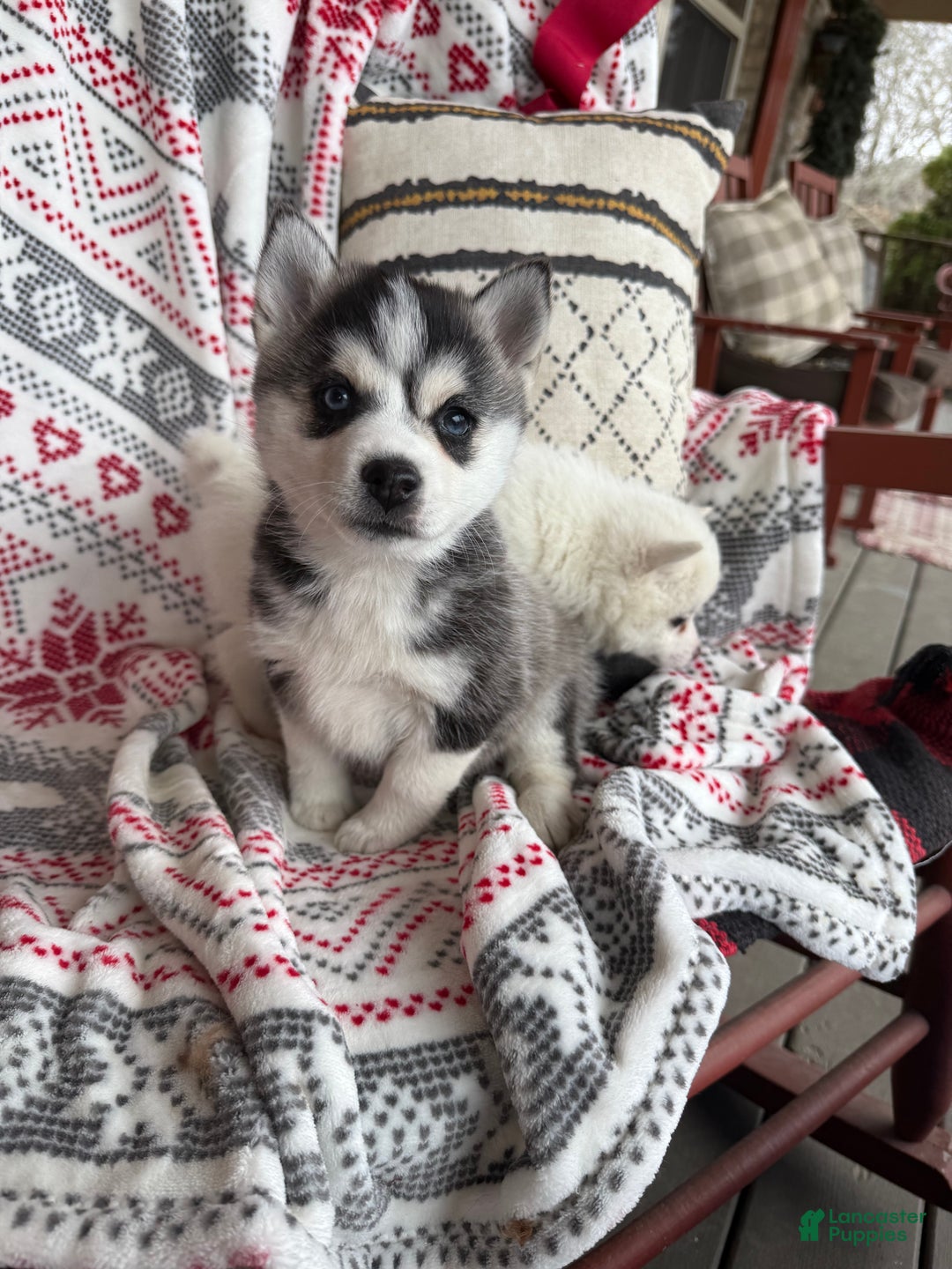 Pomsky dogs for sale: Lexi - Ad 3