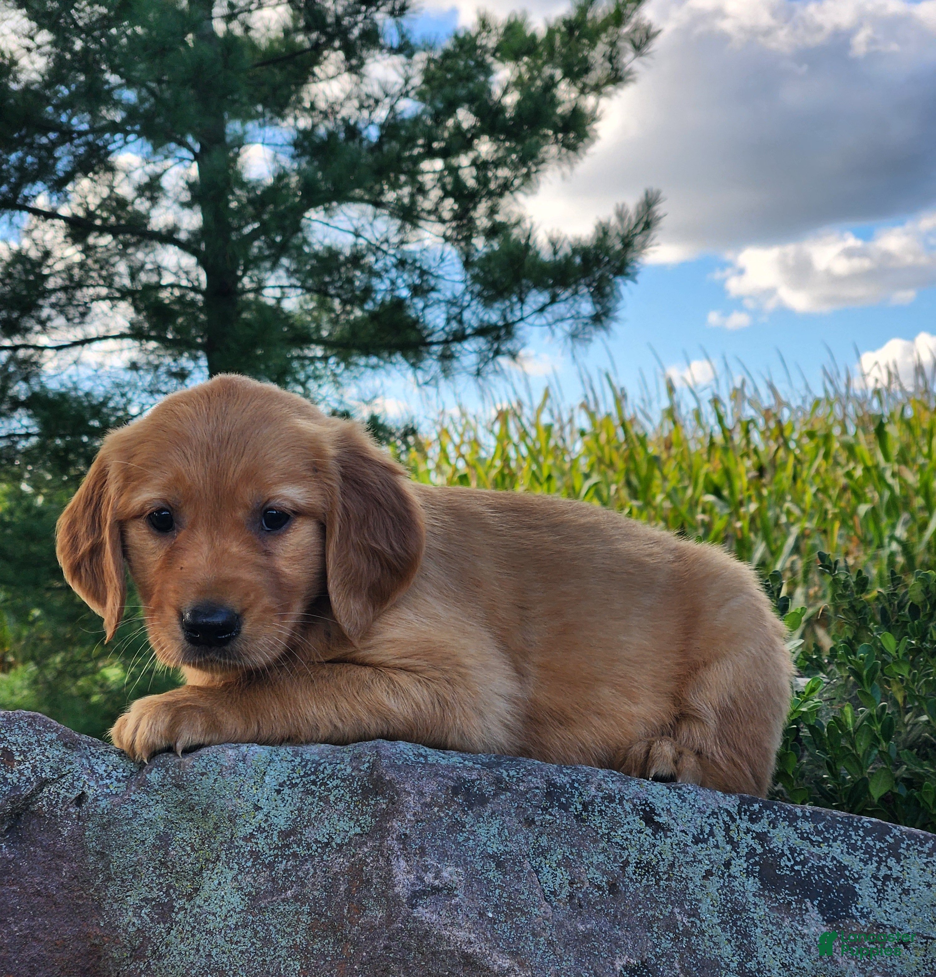 Golden Retriever dogs Charity - Ad 2
