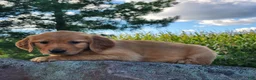 Golden Retriever dogs for sale: Charity - Ad 2