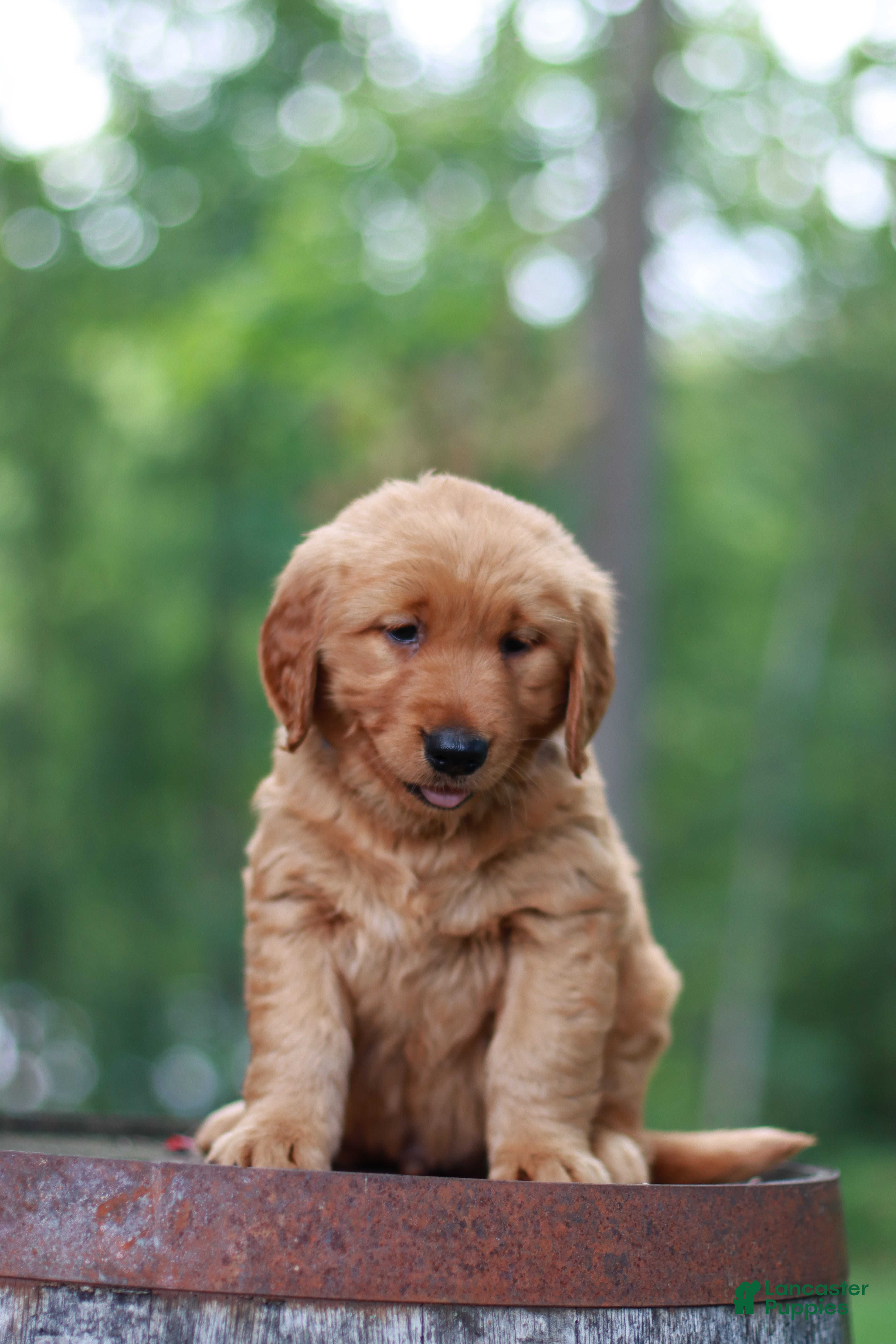 Golden Retriever dogs Beau - Ad 2