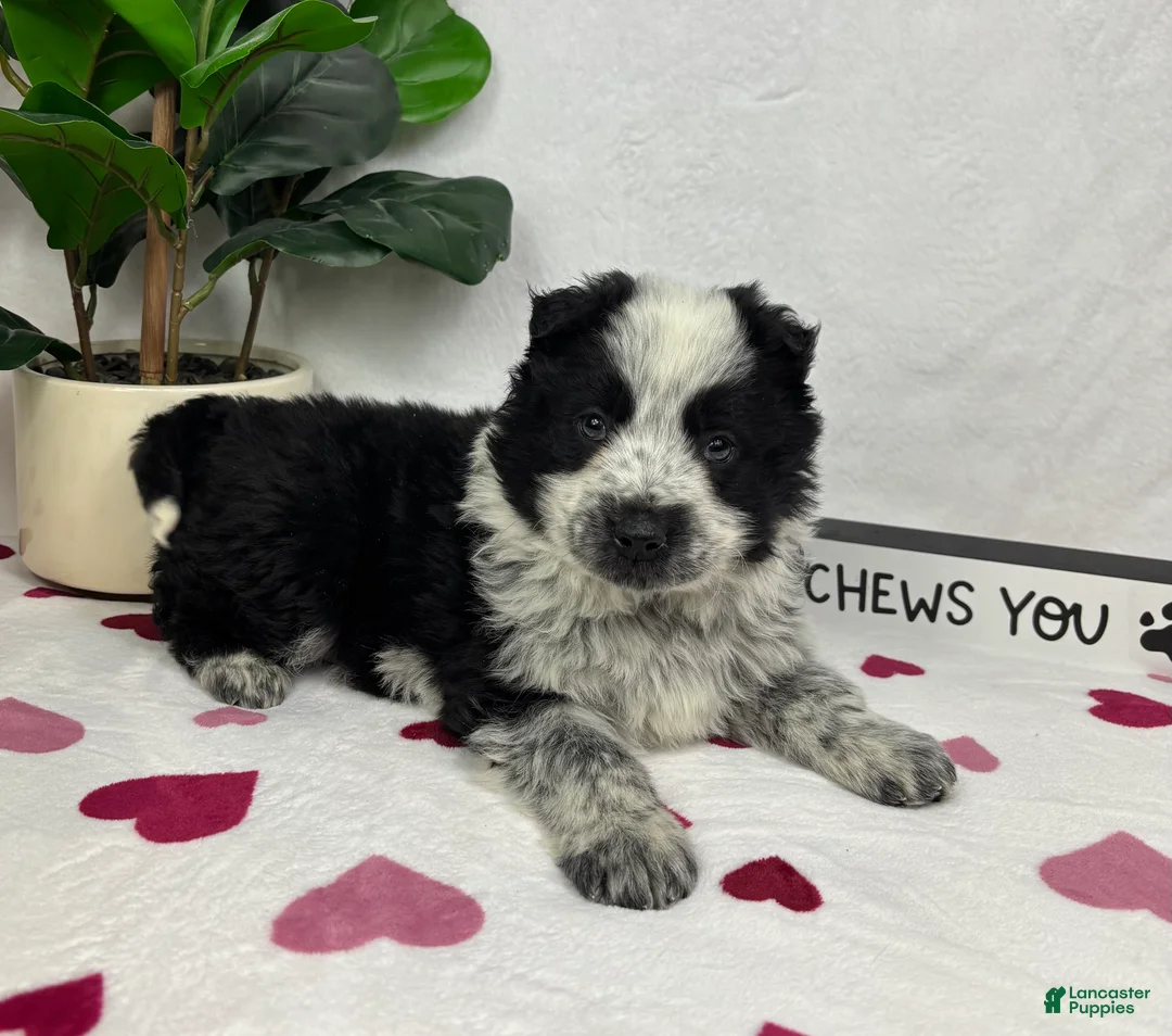 Mixed Breed dogs for sale: Milo - Ad 2