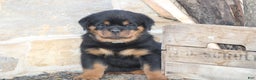 Rottweiler dogs for sale: Harper - Ad 2