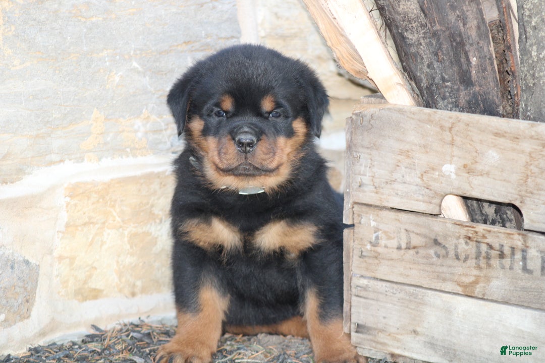Rottweiler dogs for sale: Harper - Ad 2