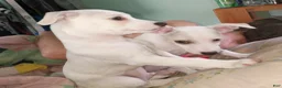 Mixed Breed dogs for sale: Mixed Breed 3 - Ad 3