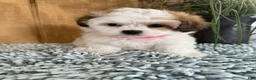 Teddy Bear dogs for sale: Sweetie - Ad 7