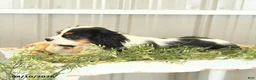 Cavalier King Charles Spaniel dogs for sale: Kurt - Ad 5