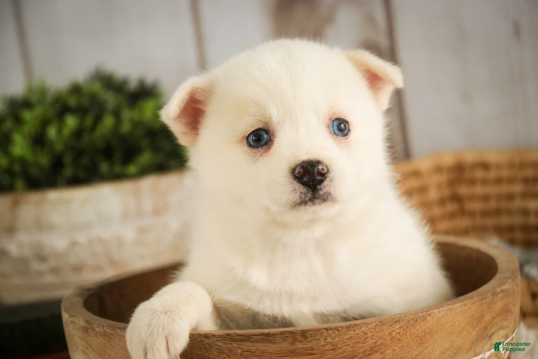 Pomsky dogs for sale: Saxon - Ad 7