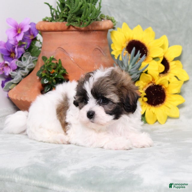 Teddy Bear dogs Universe - Ad 2