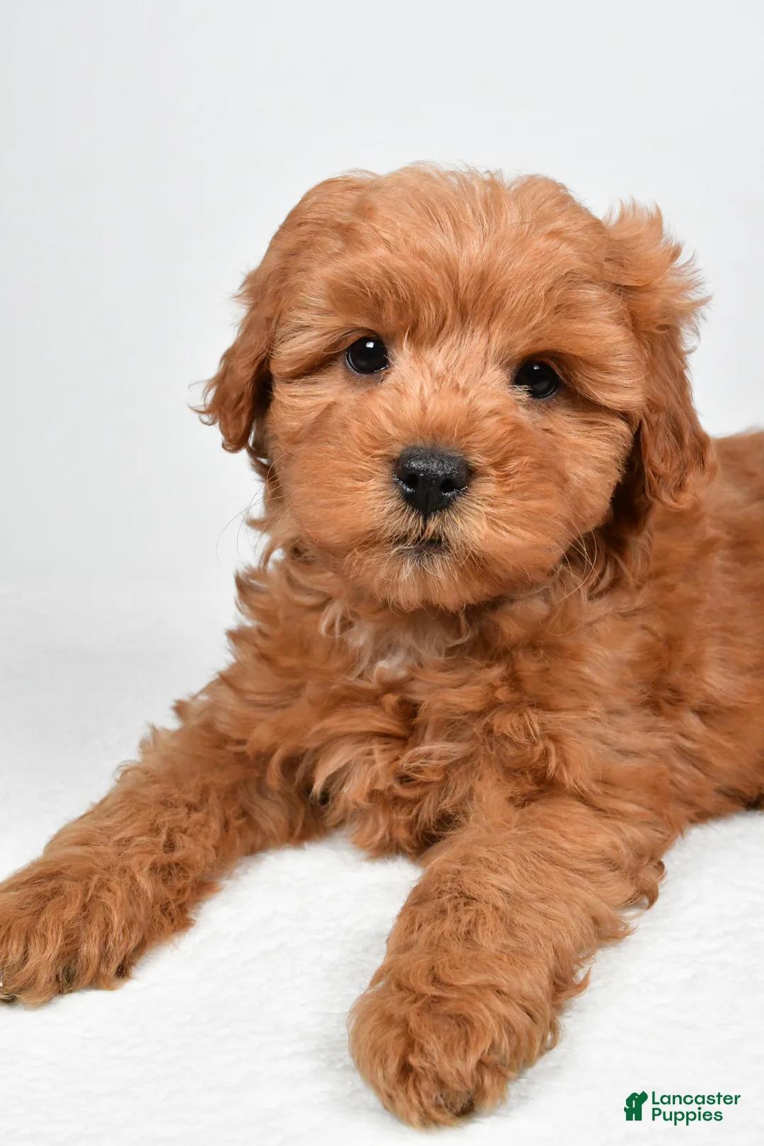 Mini Goldendoodle dogs for sale: Theo - Ad 2